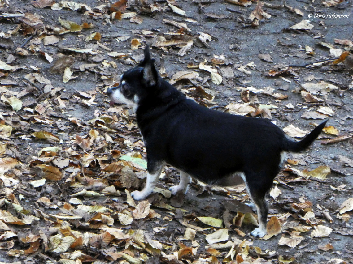 the little dog of the neighbors