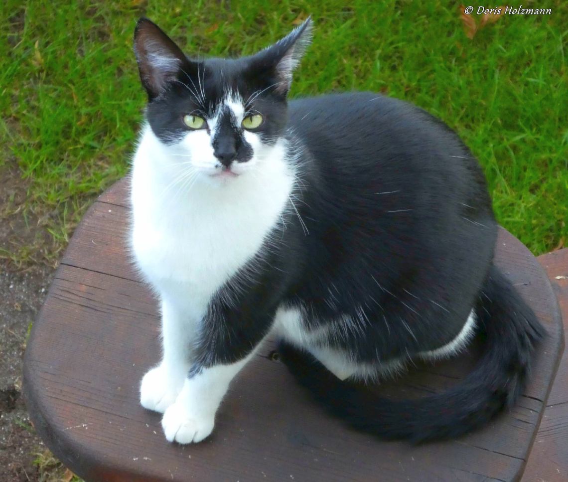 Neighbour's cat 