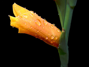 BLÜTE