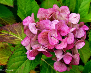 HYDRANGEA