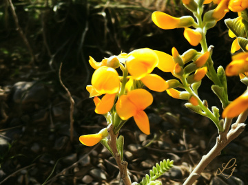 Wildflower, Chiltan Valley Quetta 