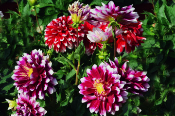 BLÜTEN