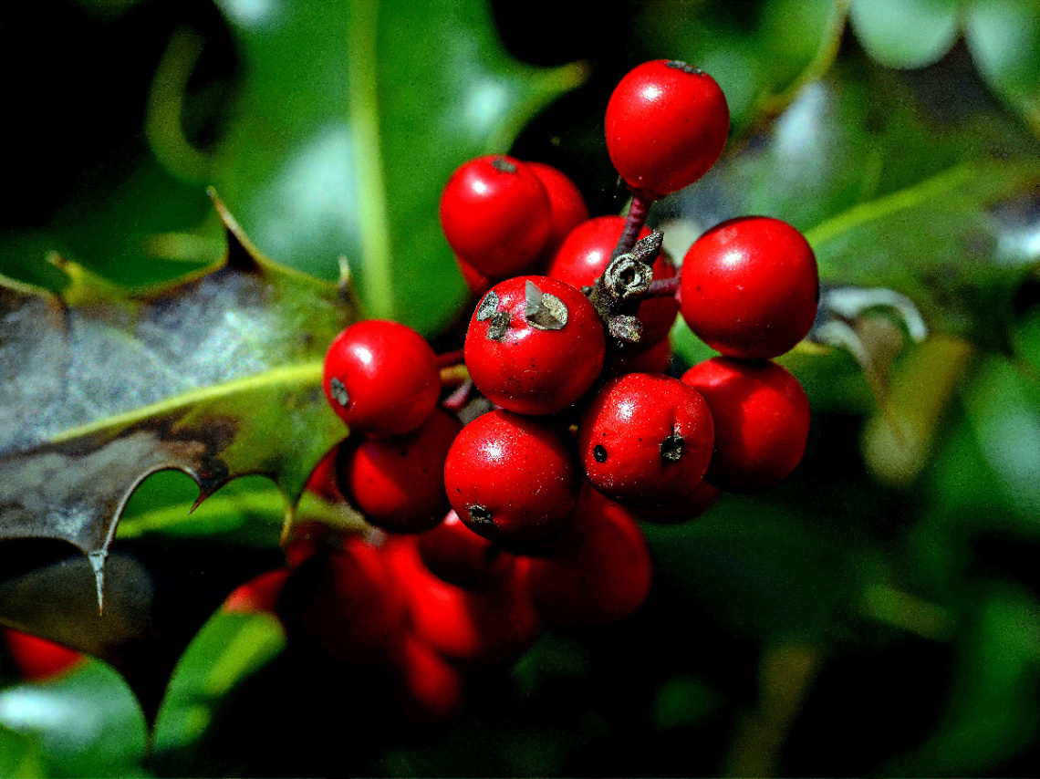 ROT