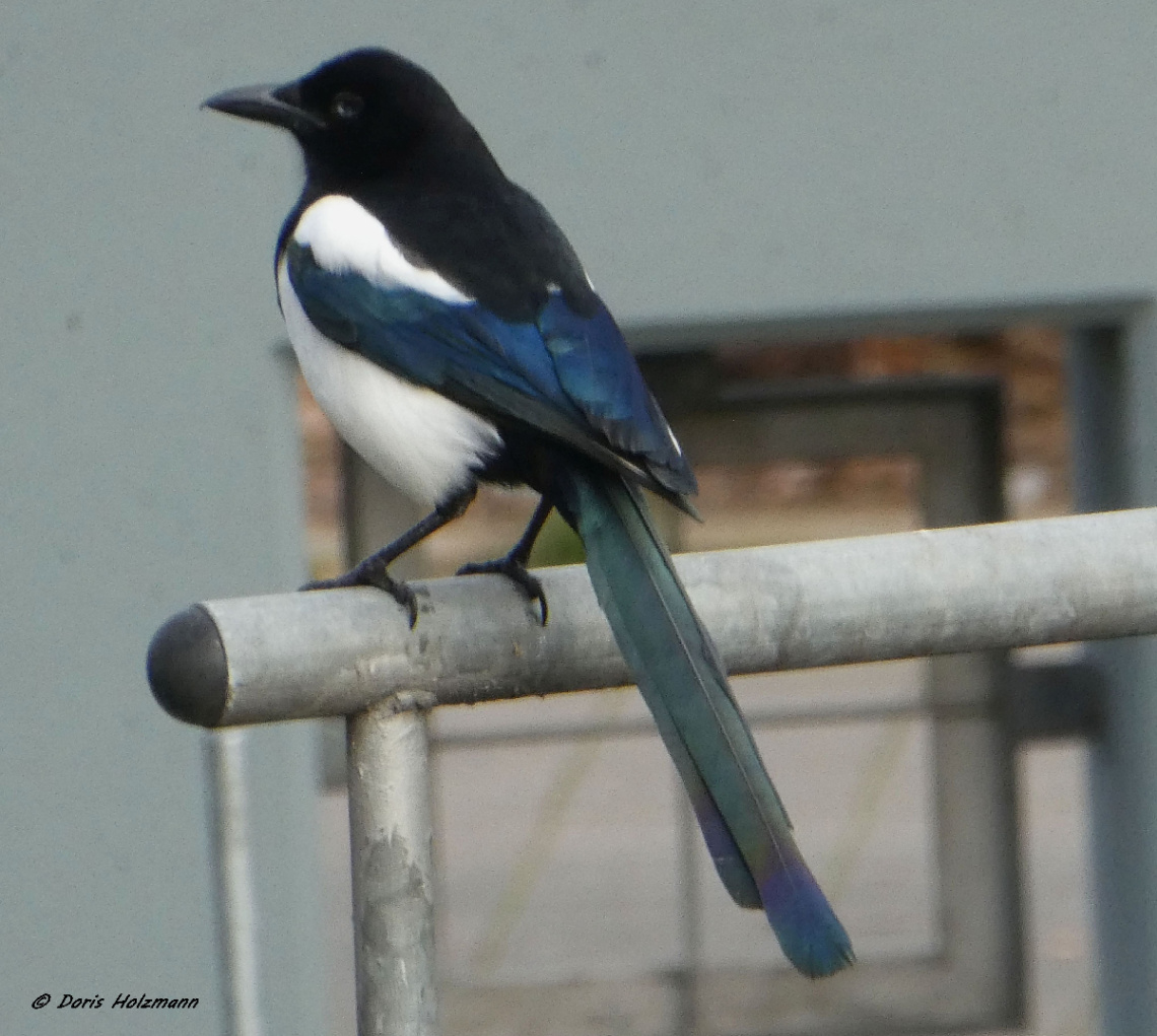 Magpie
