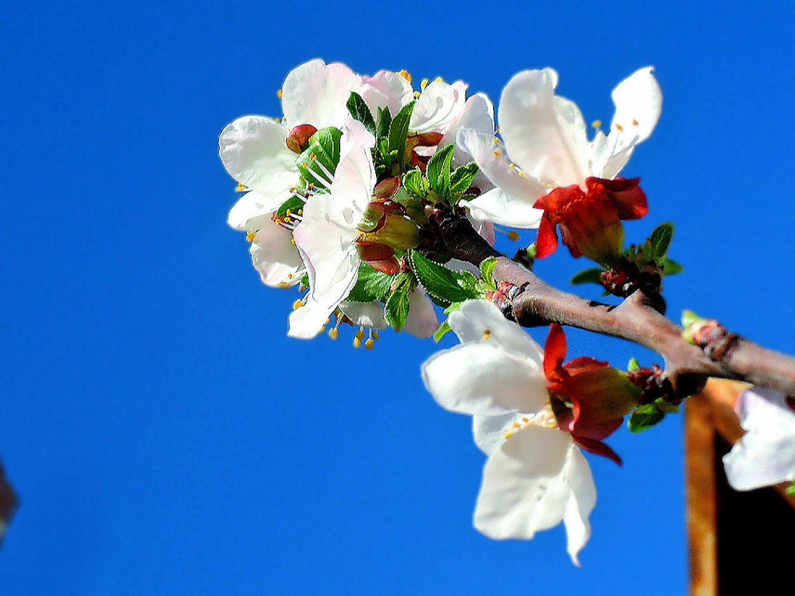 Apple blossom 