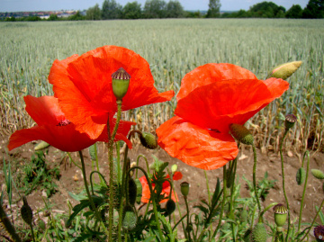 BLÜTEN
