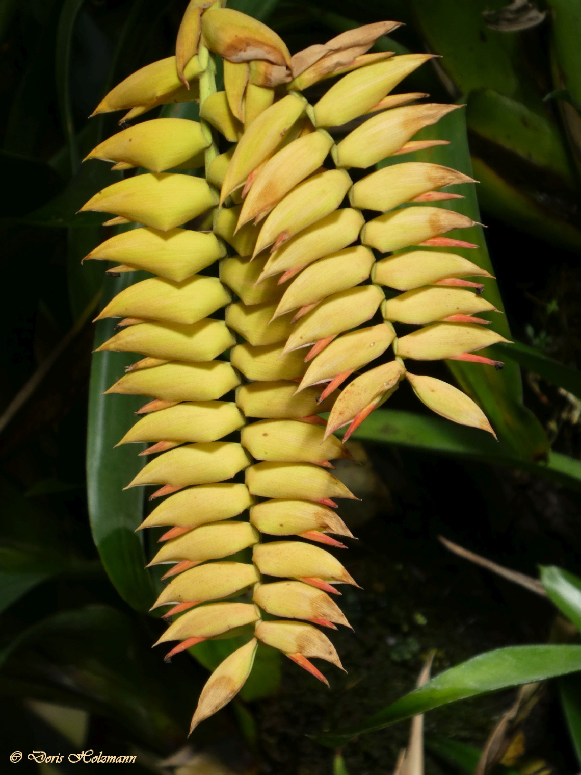 Bromeliad family