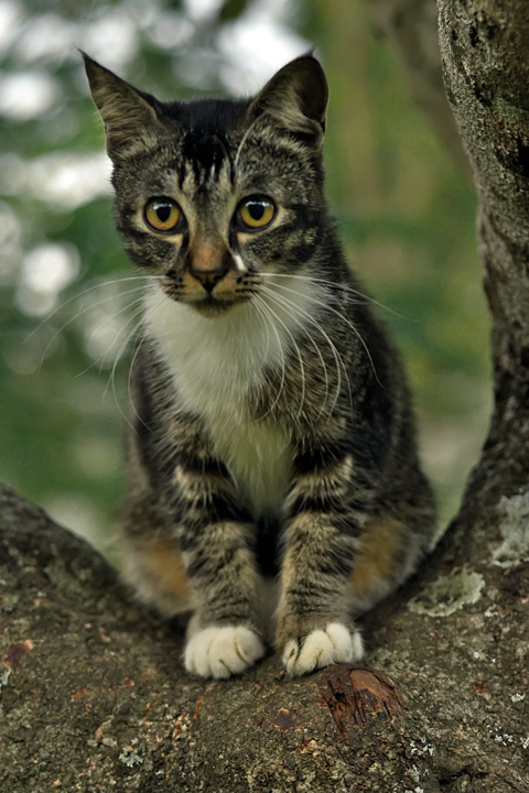 kucing tetangga