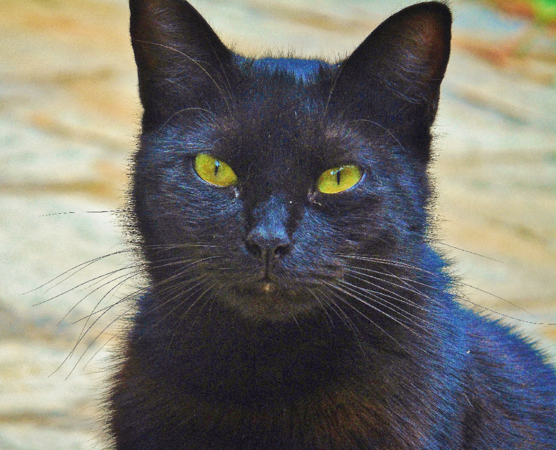 BLACK BEAUTY