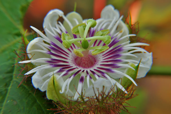 pistil