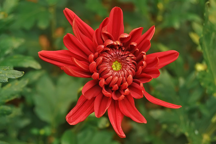red flower