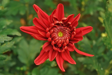 red flower