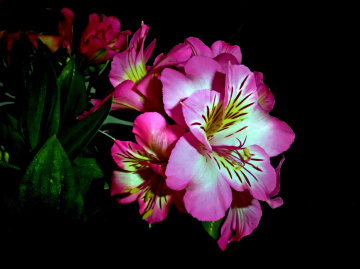 BLÜTEN