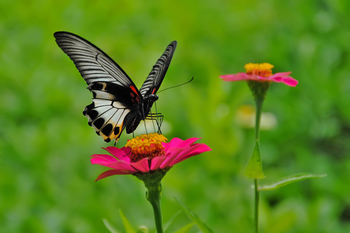 butterfly