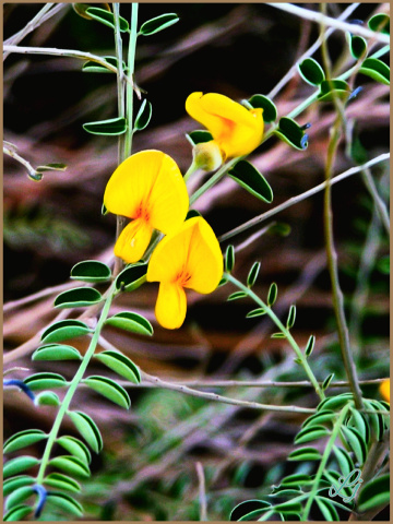 Wild is beautiful 