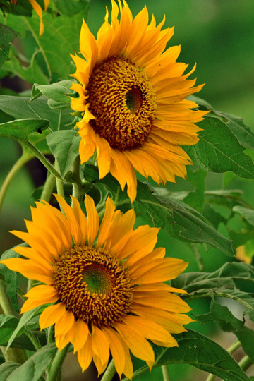 SUN FLOWER