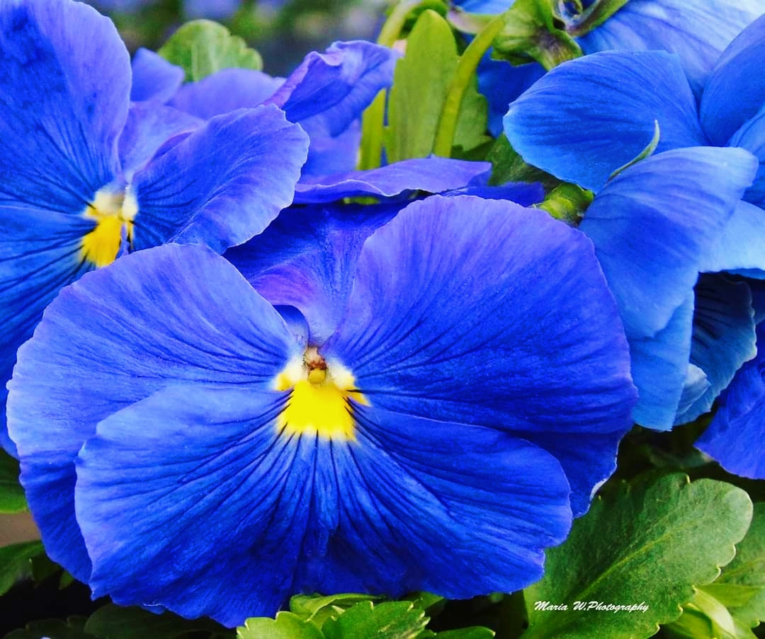 BLUE PANSIES