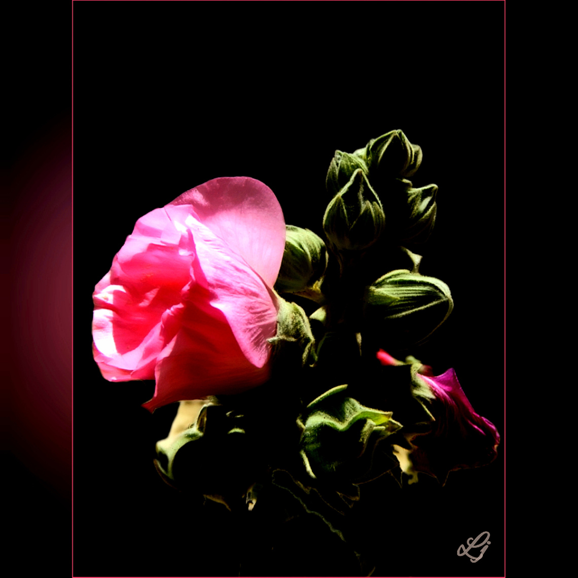 Hollyhocks flower 