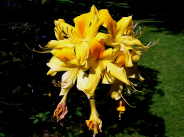 BLÜTEN