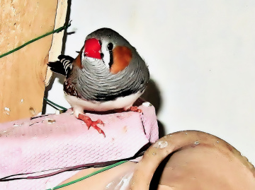 Chirping beauty 