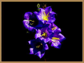 BLÜTEN