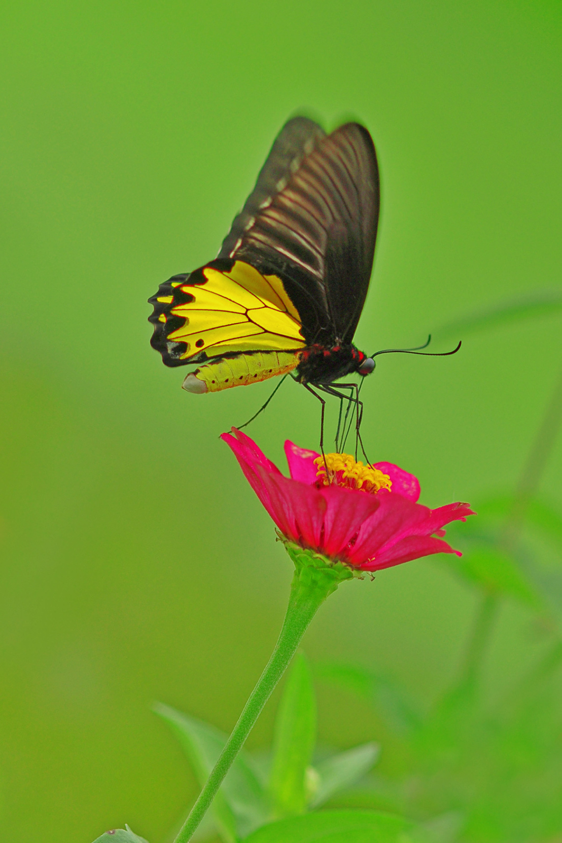 butterfly
