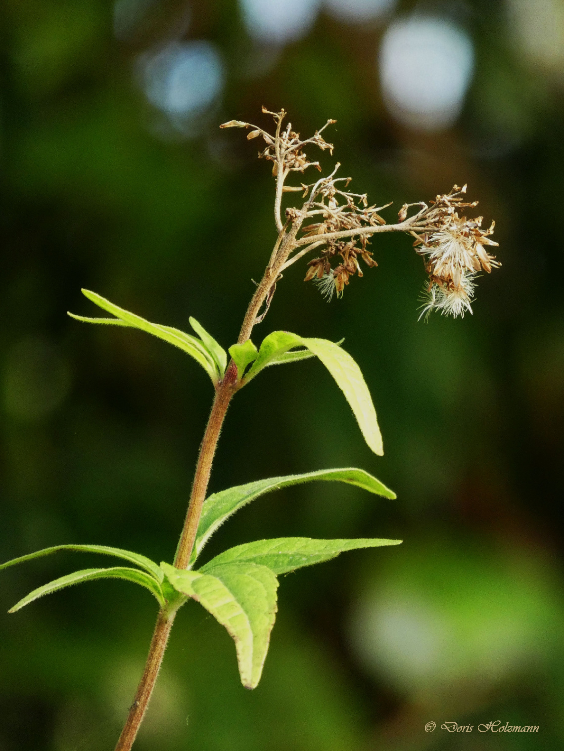 Eupatorium cannabinum