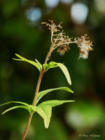 Eupatorium cannabinum