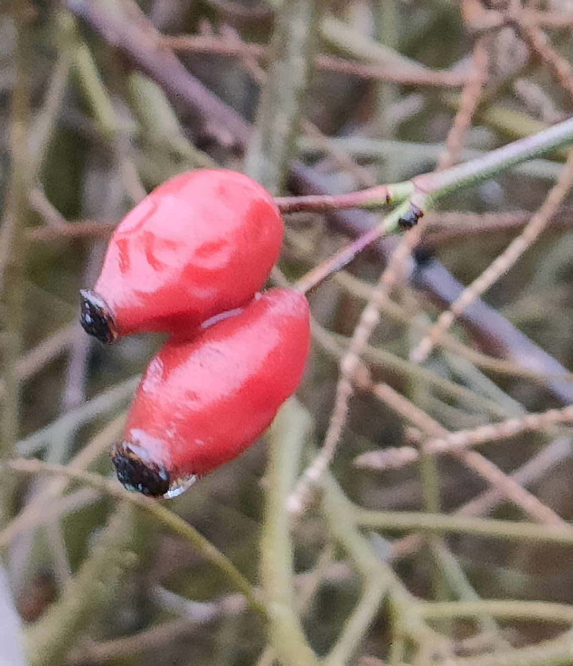 ROSE'S FRUITS 