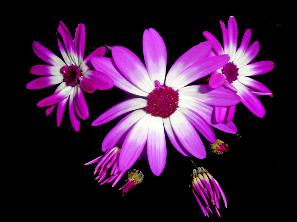 BLÜTEN