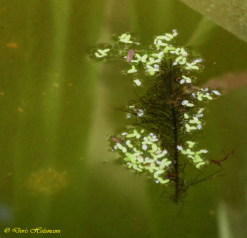 Aquatic plant