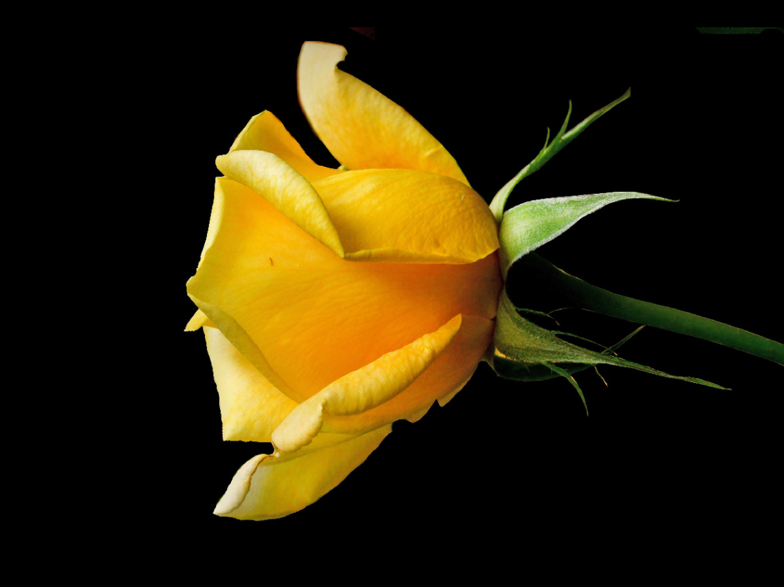 BLÜTE