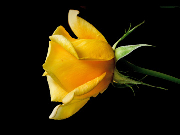 BLÜTE