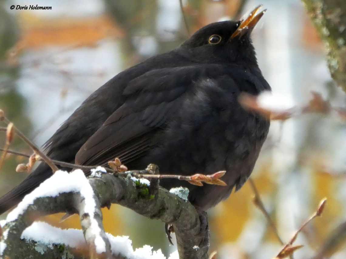 Blackbird