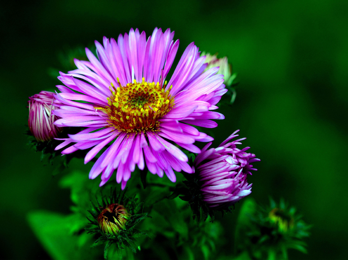 BLÜTEN