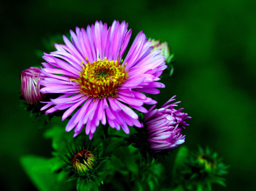 BLÜTEN