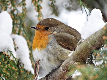 Robin
