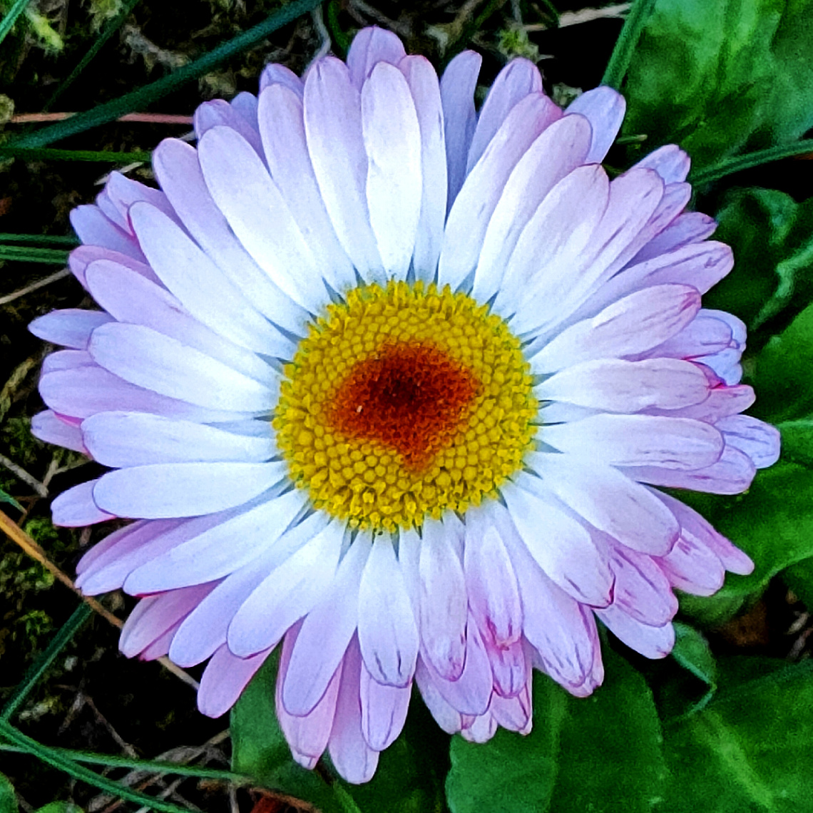 AFRICAN DAISY