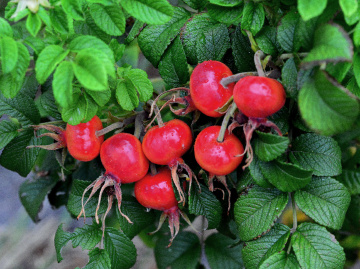 ROT