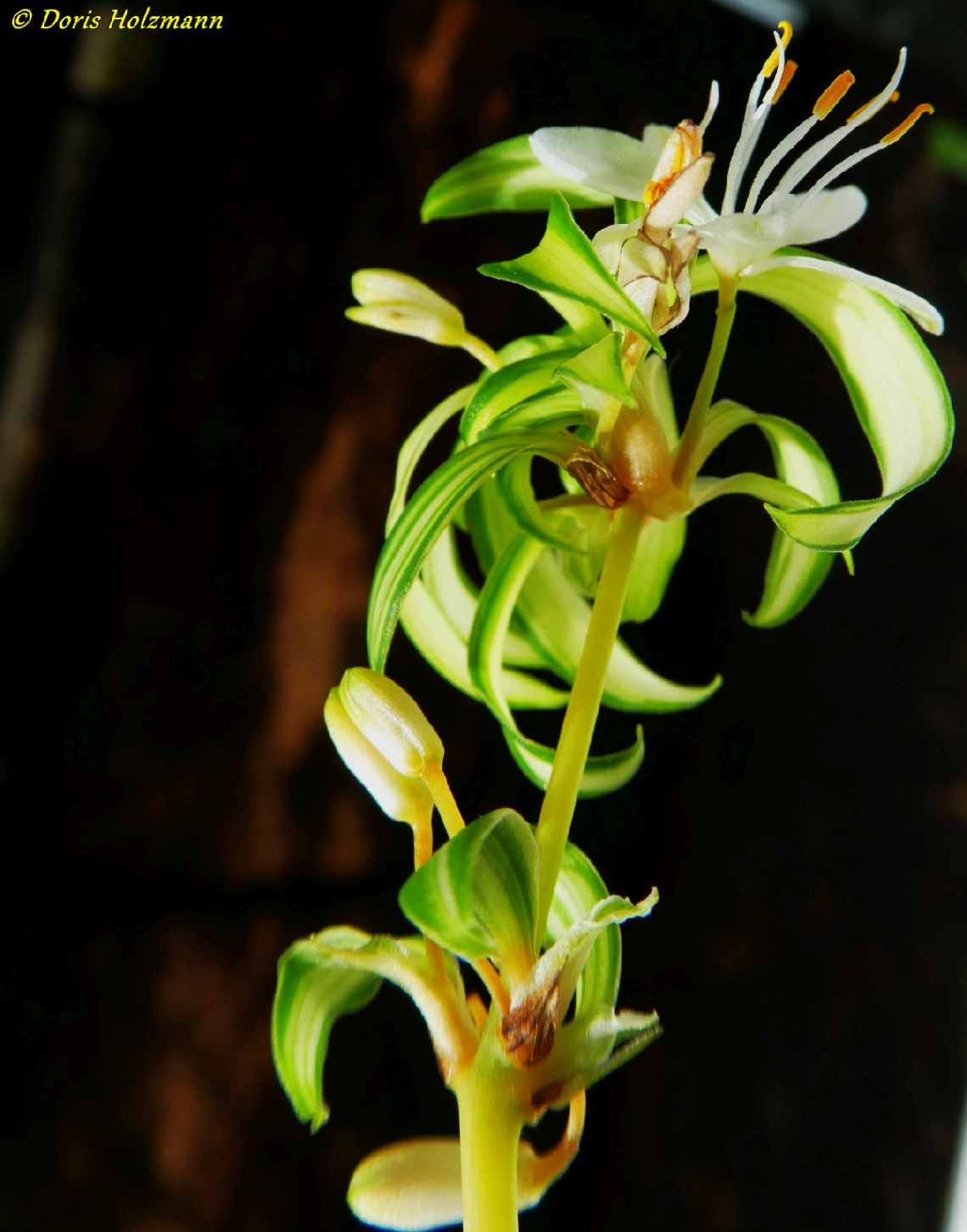 Green lily