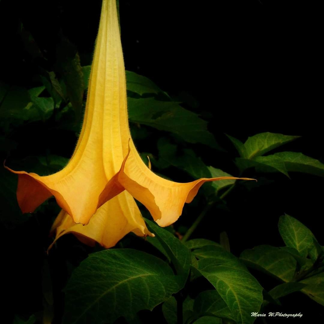 YELLOW BRUGMANSIA 