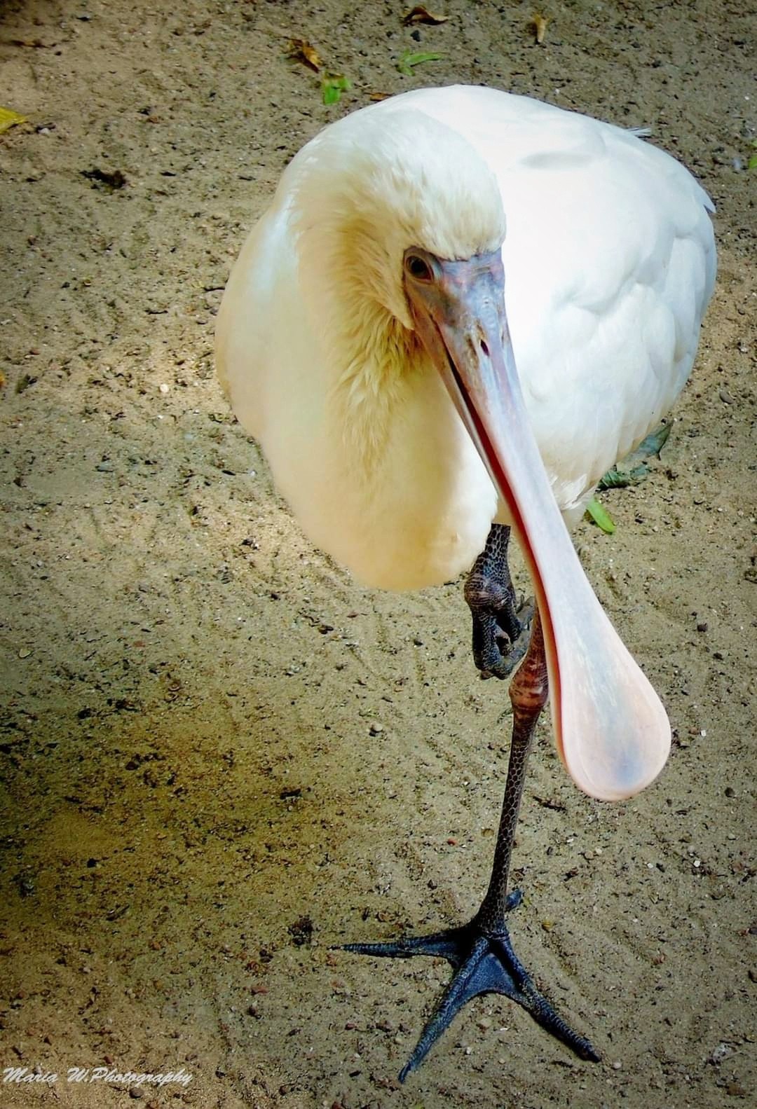 STANDING ON THE ONE LEG