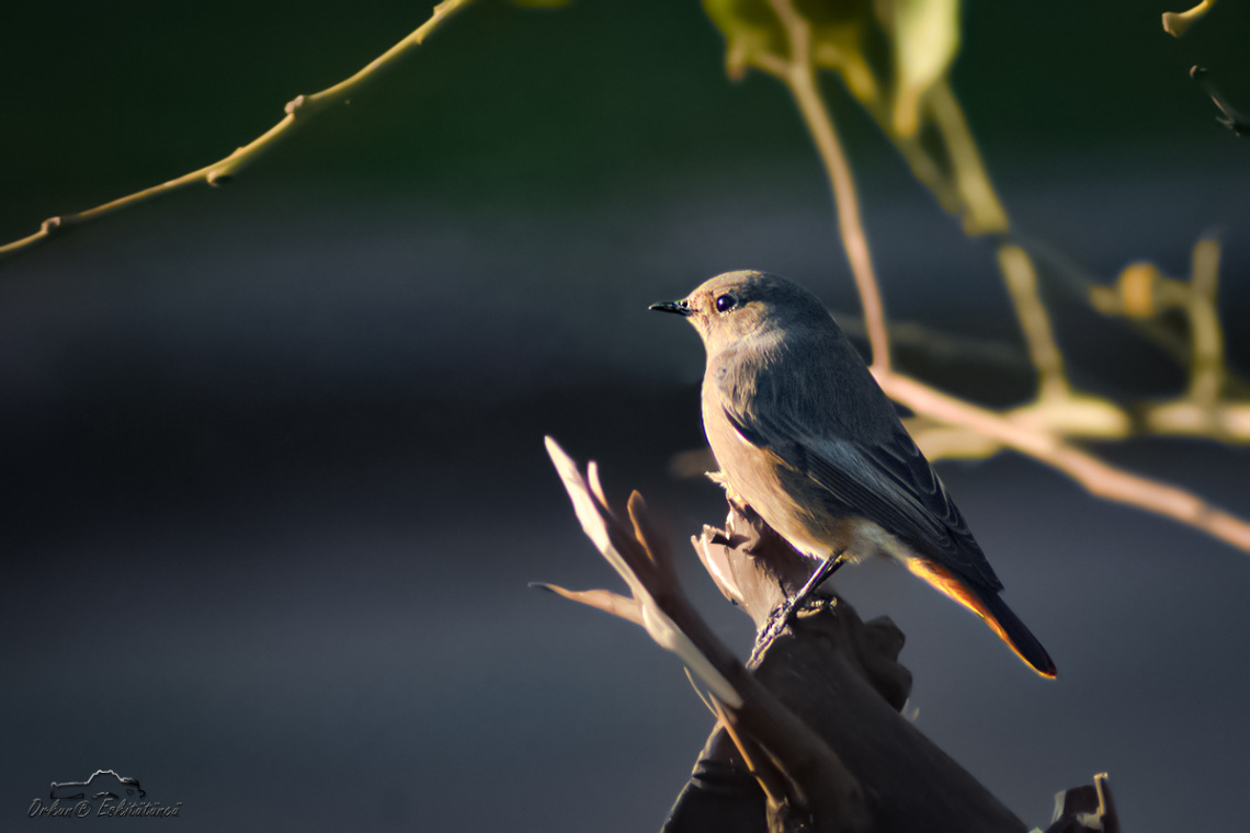 Kara kızılkuyruk-Black redstart