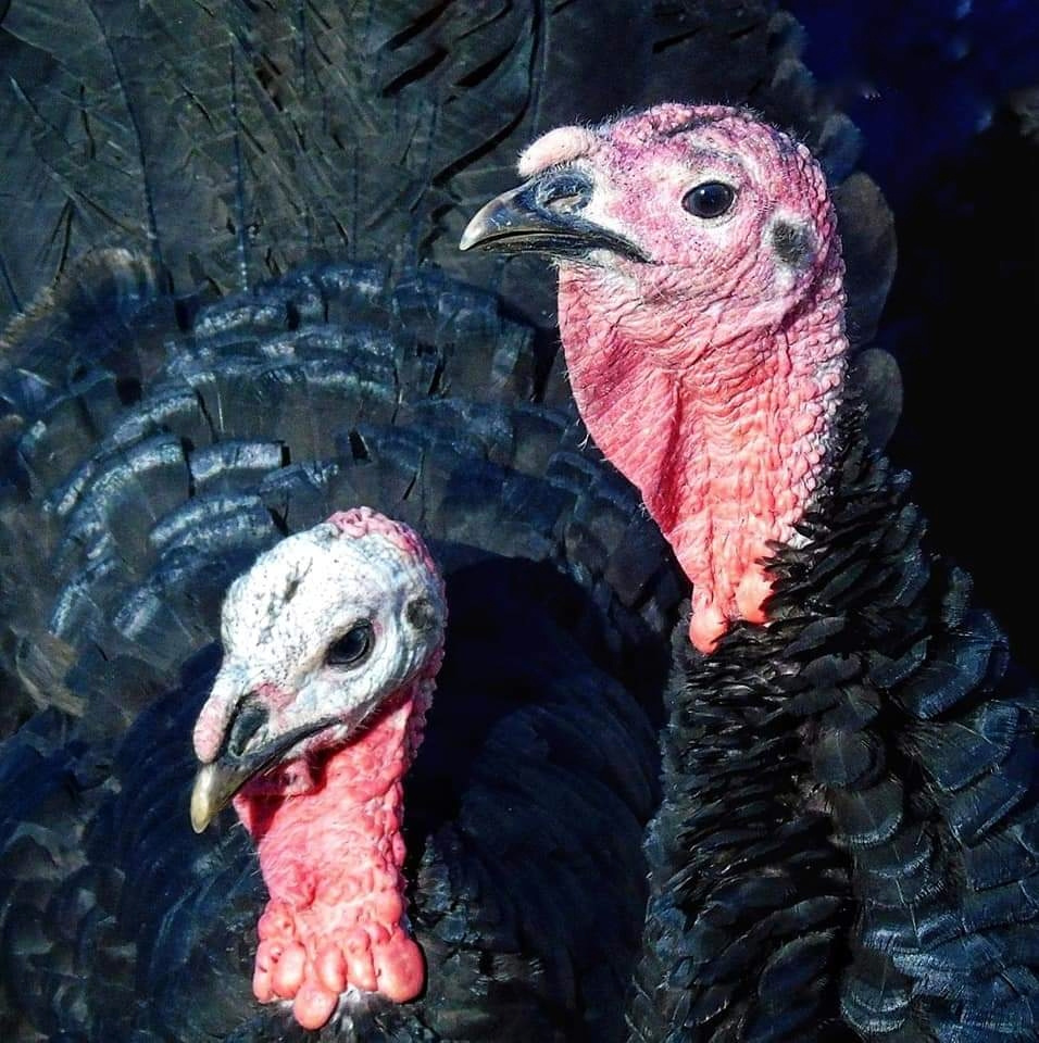 TURKEYS