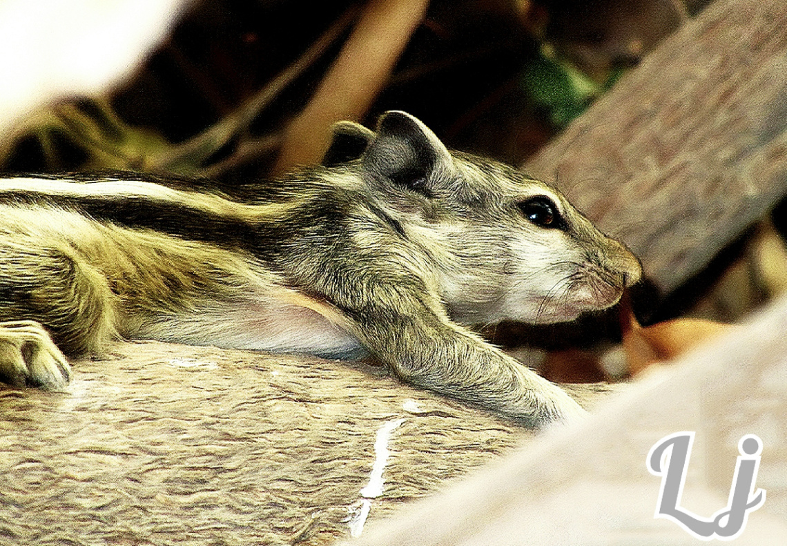 Resting Runner