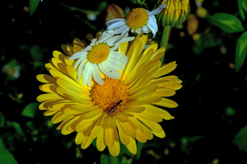 BLÜTEN