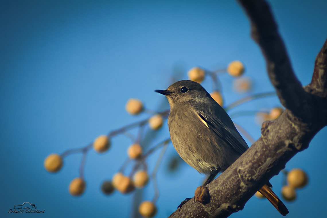 Kara kızılkuyruk-Black redstart