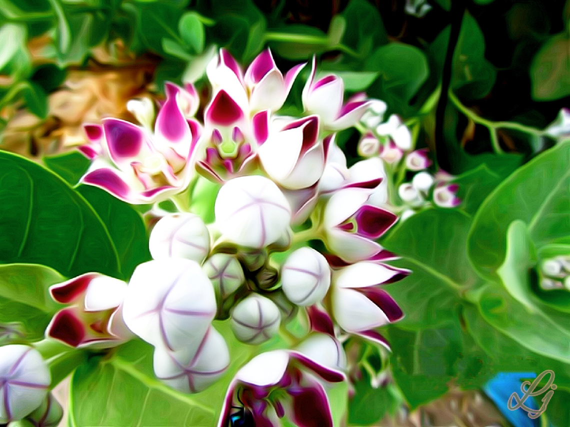 Milk weed (آک) blossom 