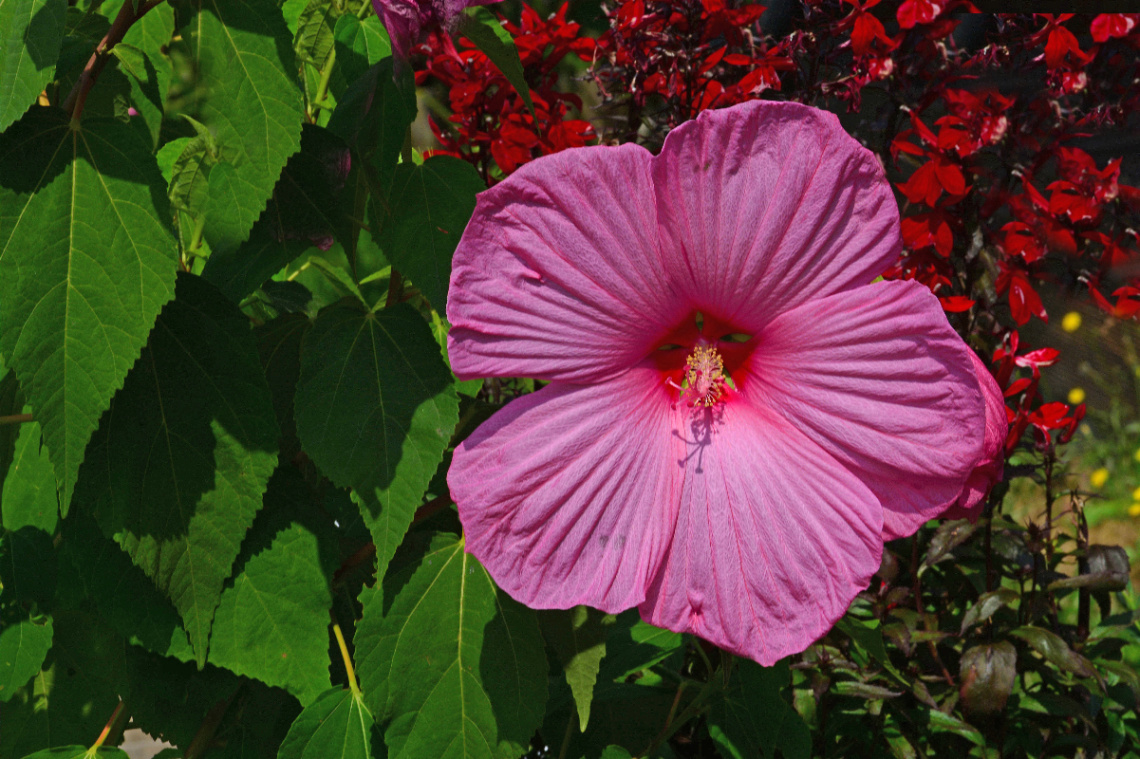 BLÜTEN