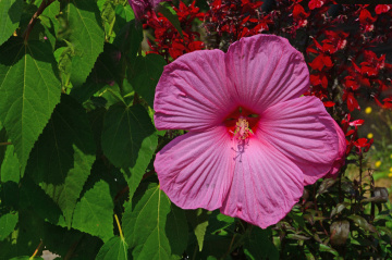 BLÜTEN